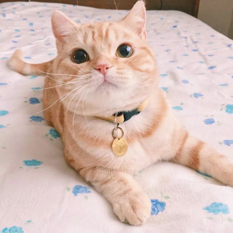 500元以内宠物猫品种有哪些?