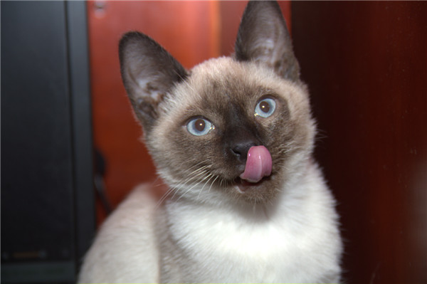 500元以内宠物猫品种有哪些?