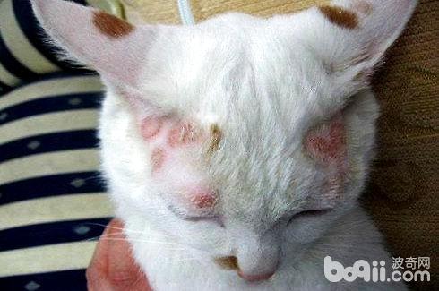 猫的皮肤病有哪些？